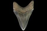 Serrated, Lower Megalodon Tooth - Georgia #76503-2
